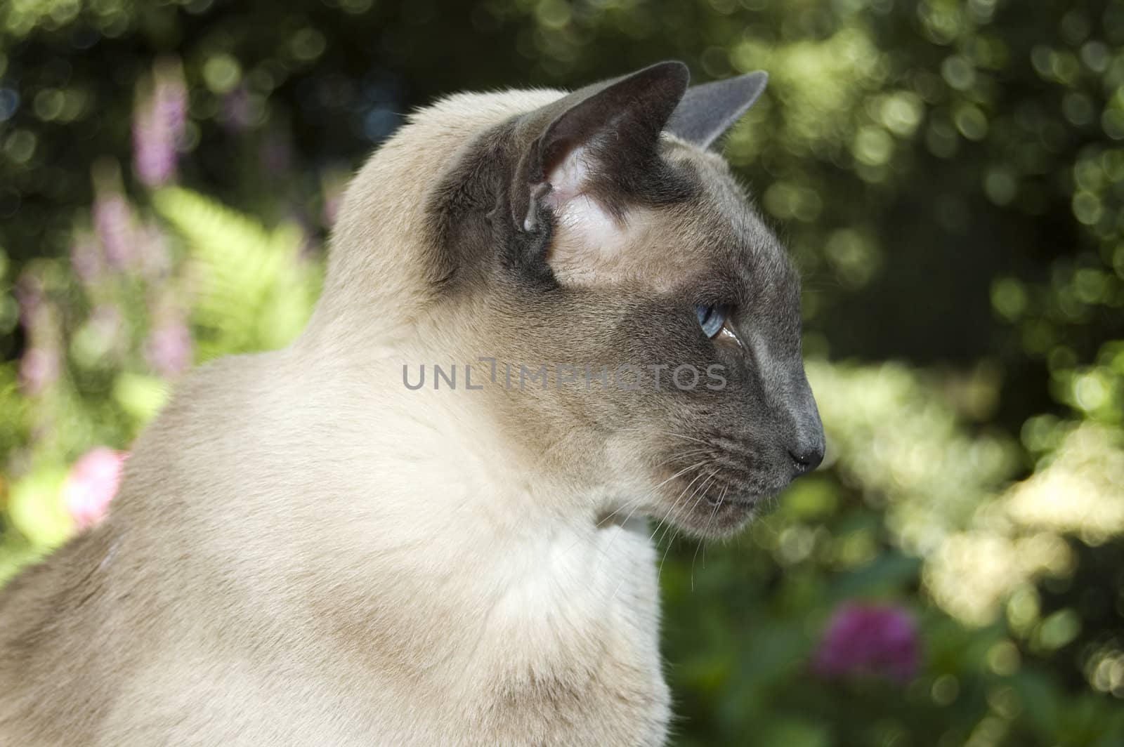 cute siamese domestic cat