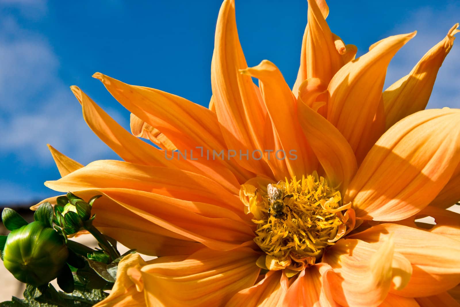 Beautiful background with orange georgina 