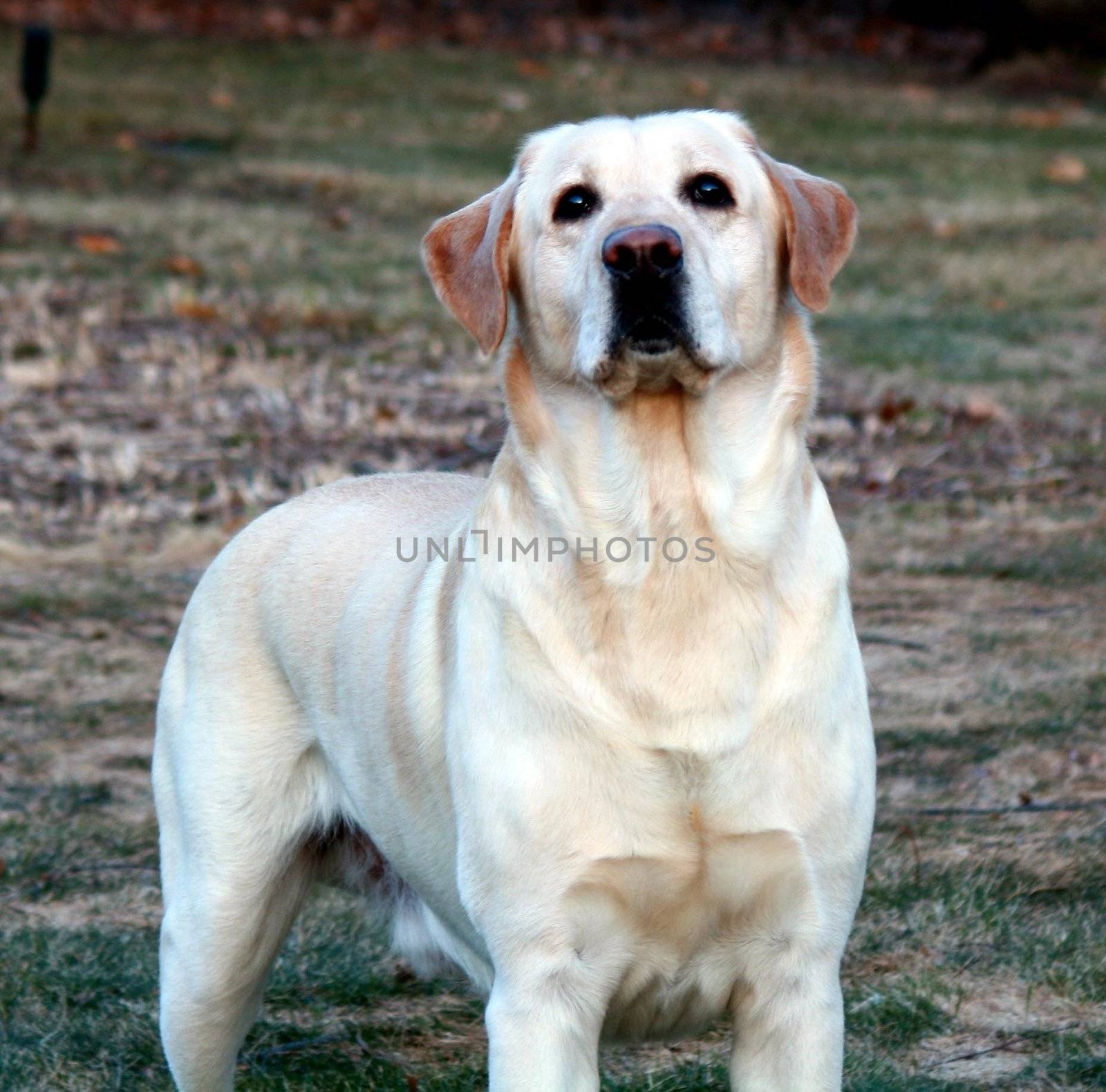 a purebred male yellow Labrador Retriever