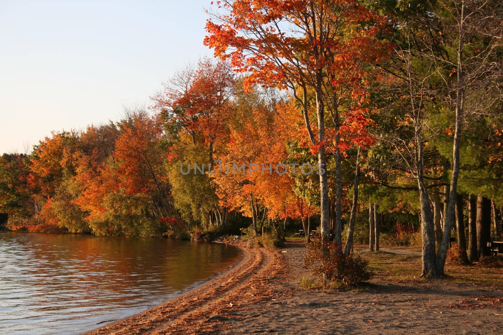 Autumn Foliage along a Shoreline by loongirl
