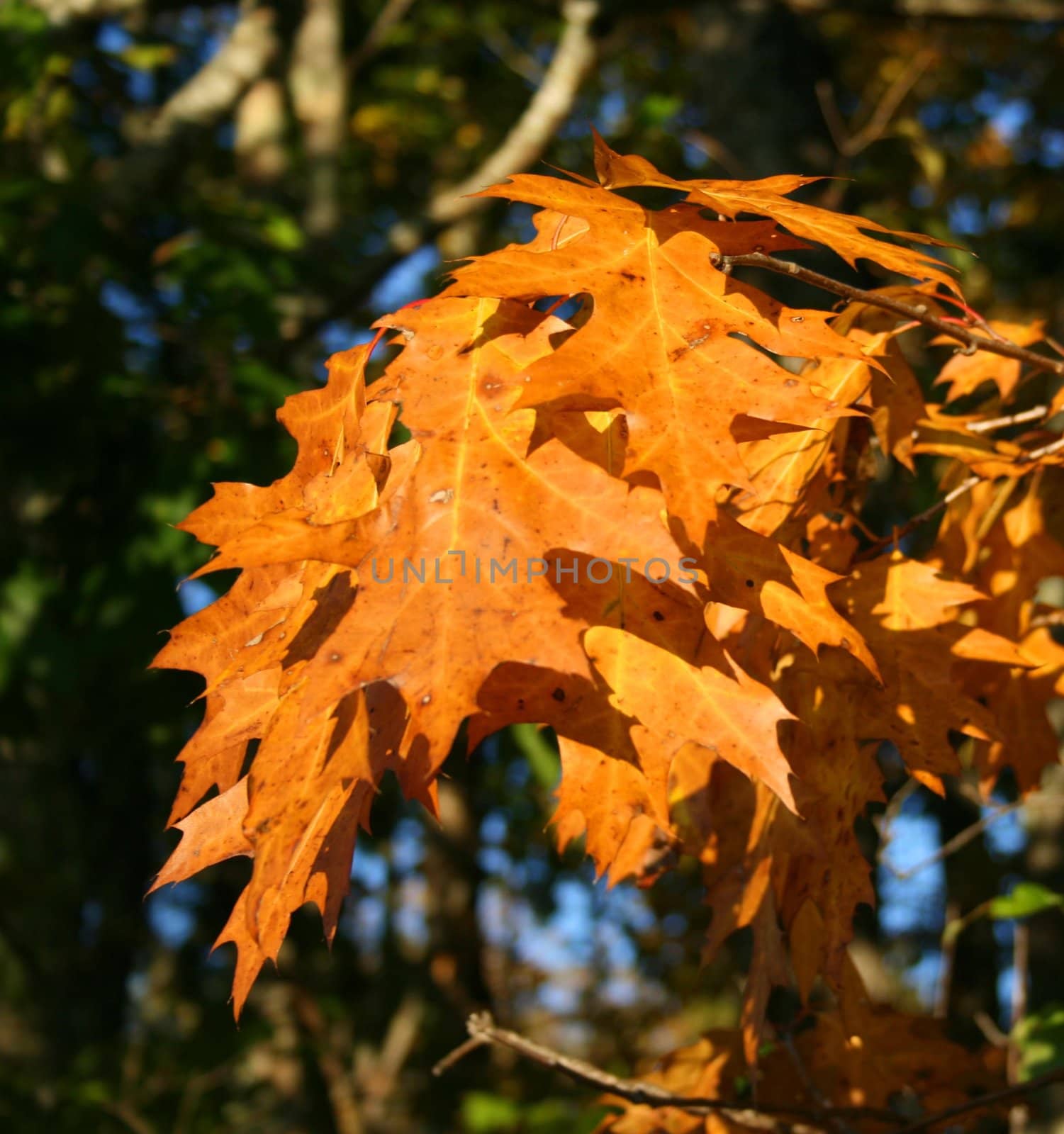 on a sunny Fall day, oak leaves in their Autumn colors