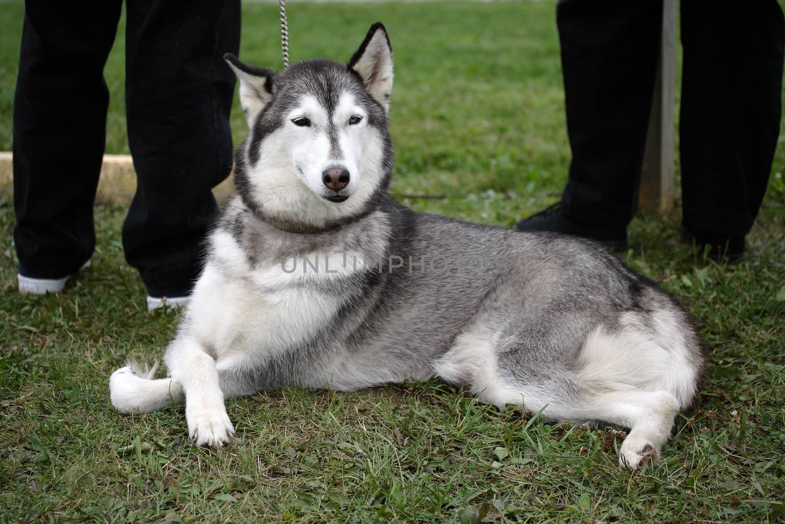 Female husky crossing its paws and waiting patiently outdoors for its owner