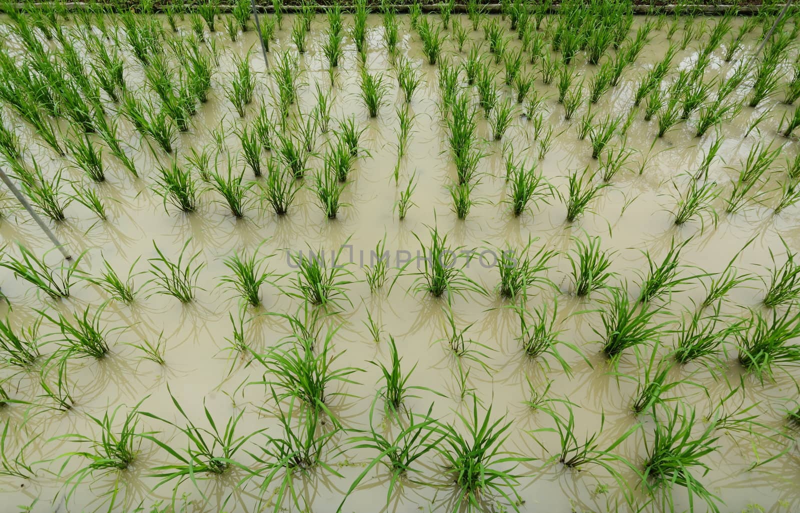 rice field
