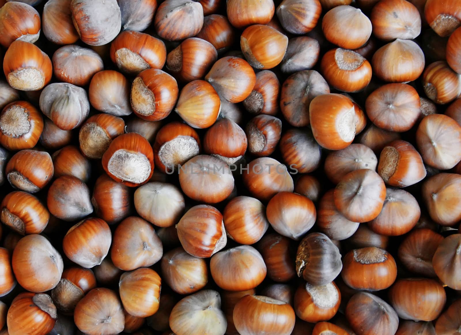 This image shows a macro from many hazelnuts