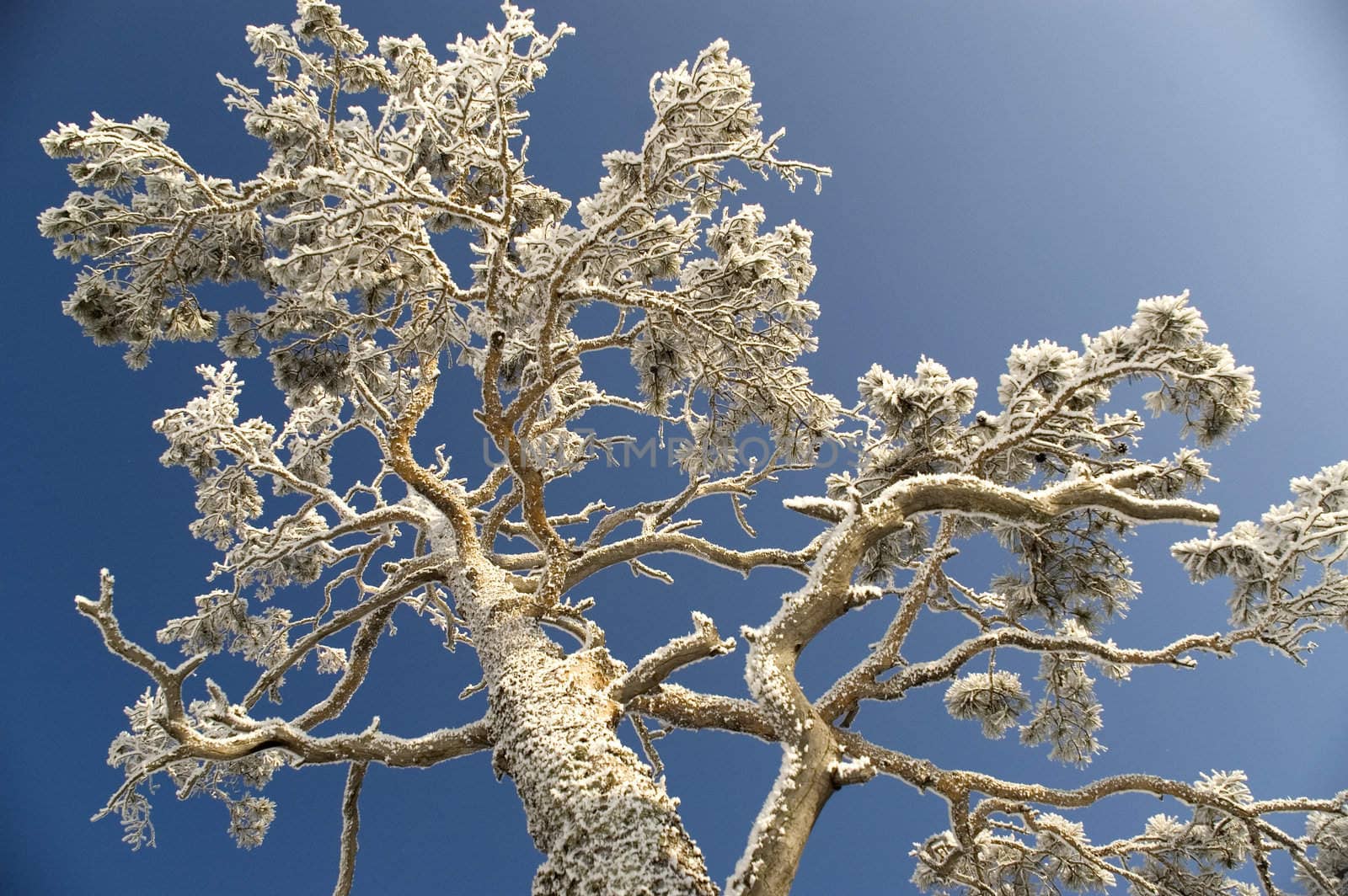 On a background of the light-blue sky a tree in snow.