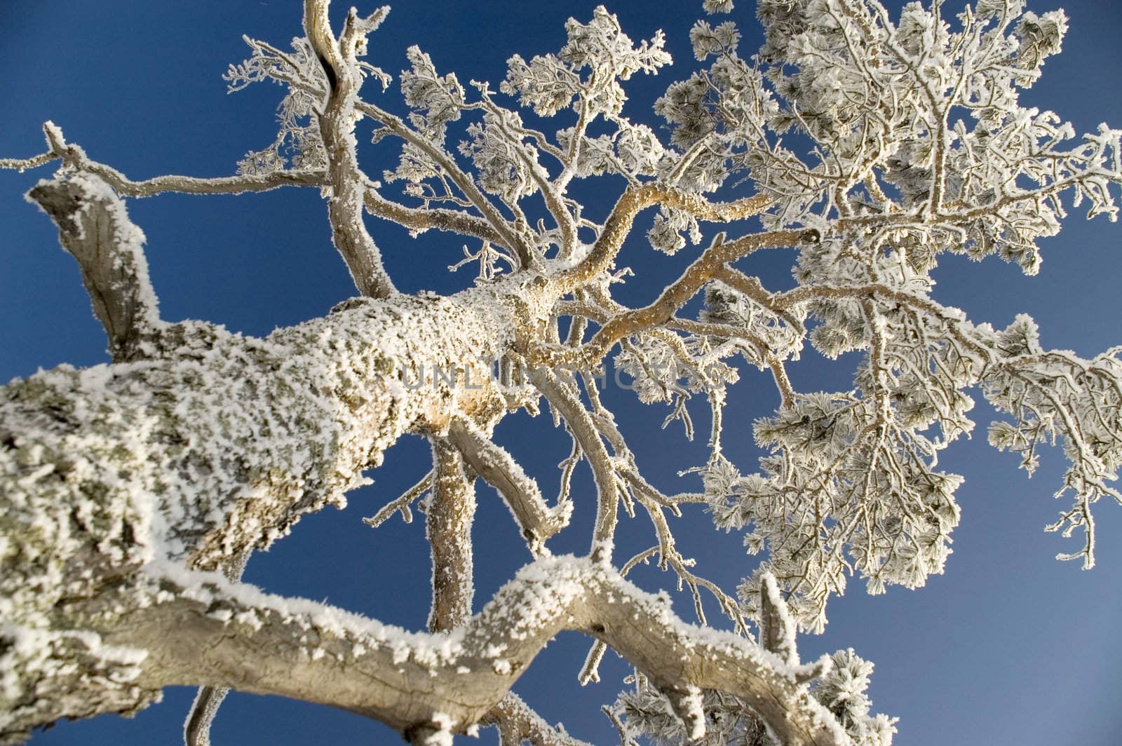 On a background of the light-blue sky a tree in snow.