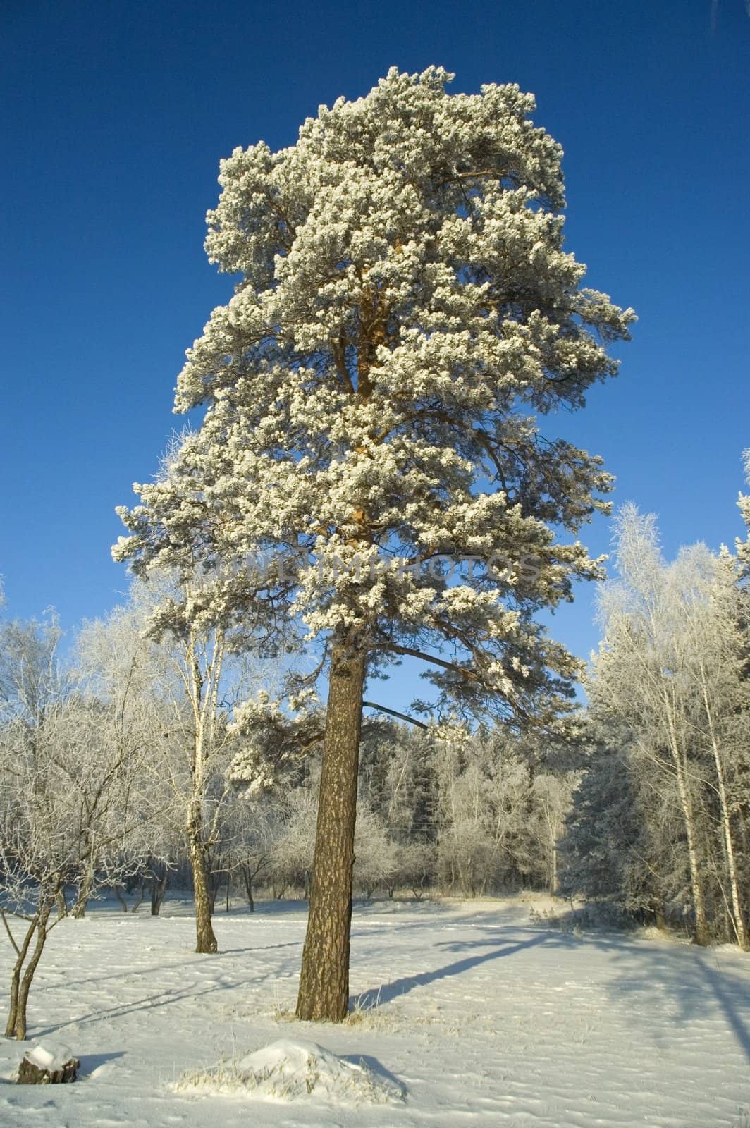 Cold winter day, beautiful hoarfrost and rime on trees