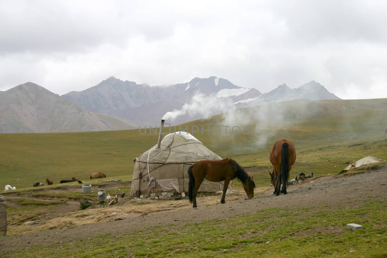 Kyrgyzstan. The horses on a background of a mountain landscape.