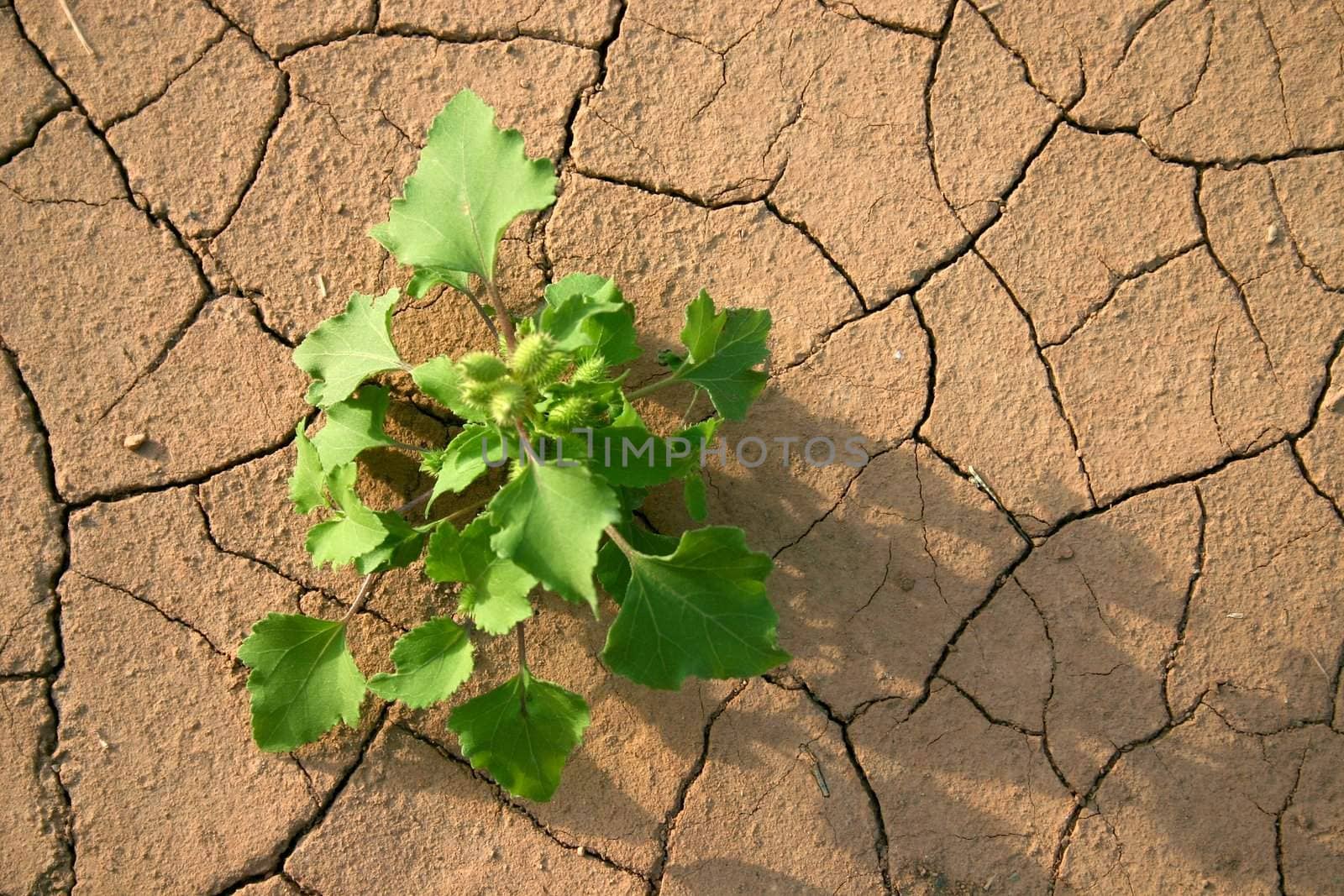 A green grass in desert on a background of dry ground. Wild district.