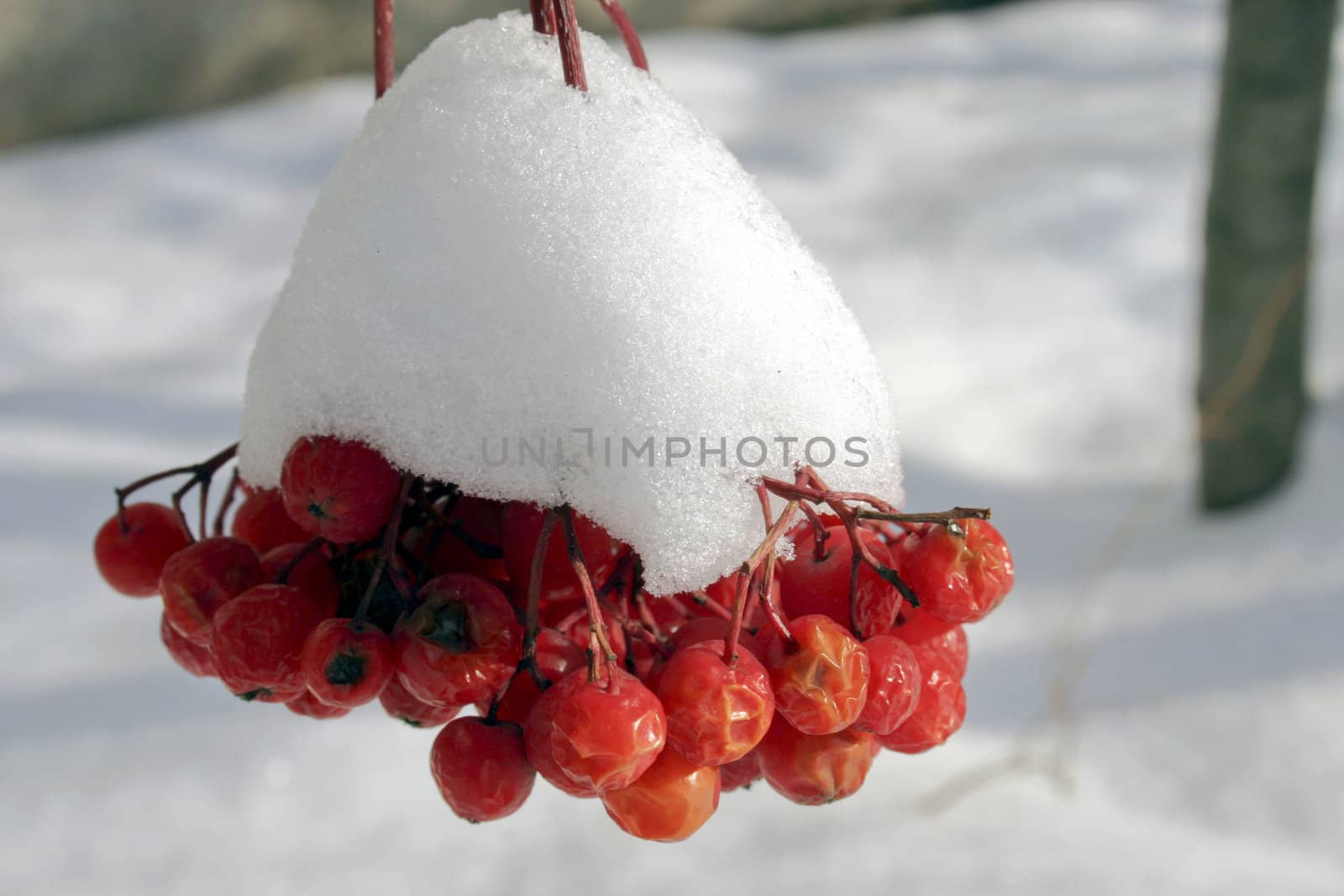 Red berries of a mountain ash in snow.