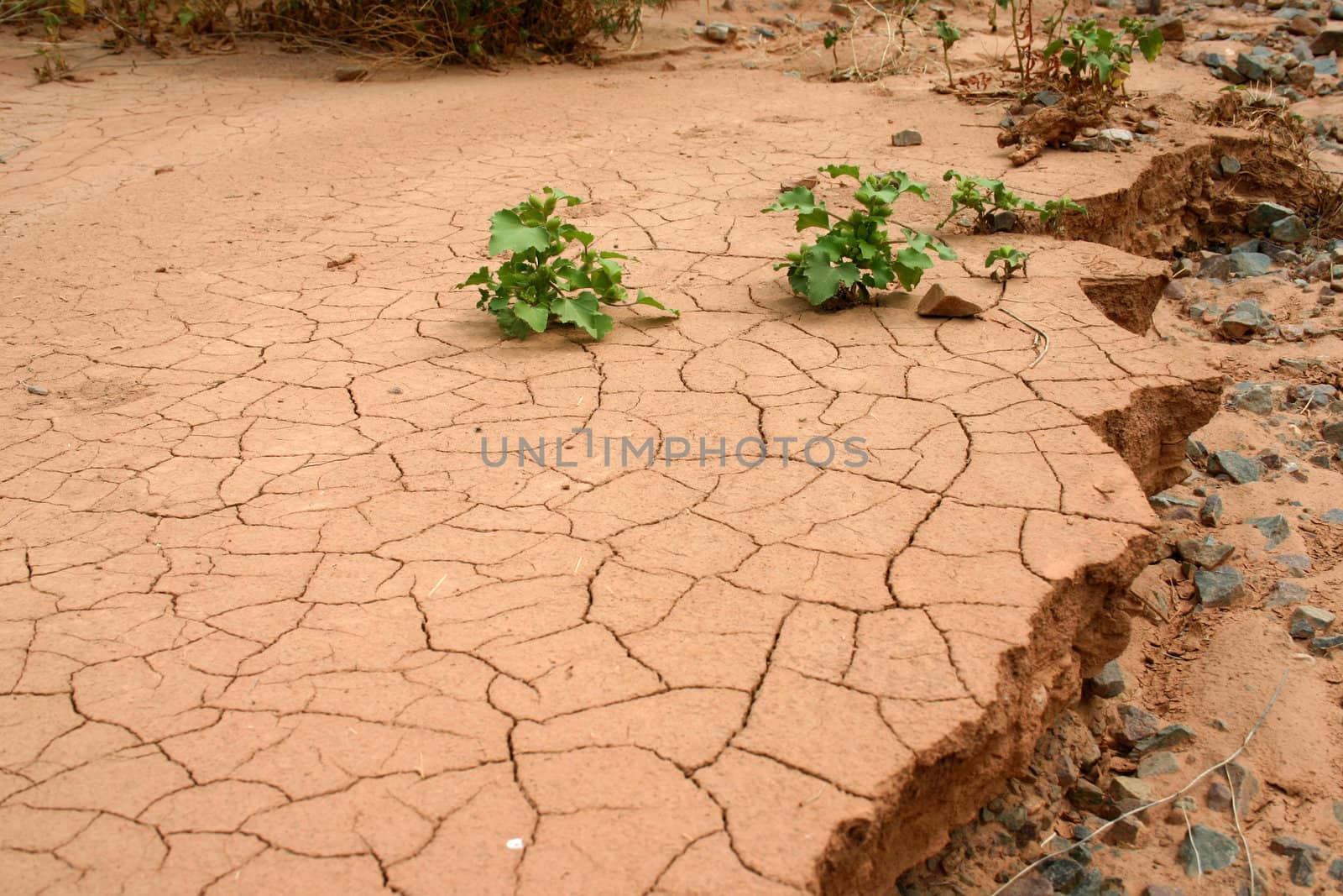 On a background of dry ground two green bushes.