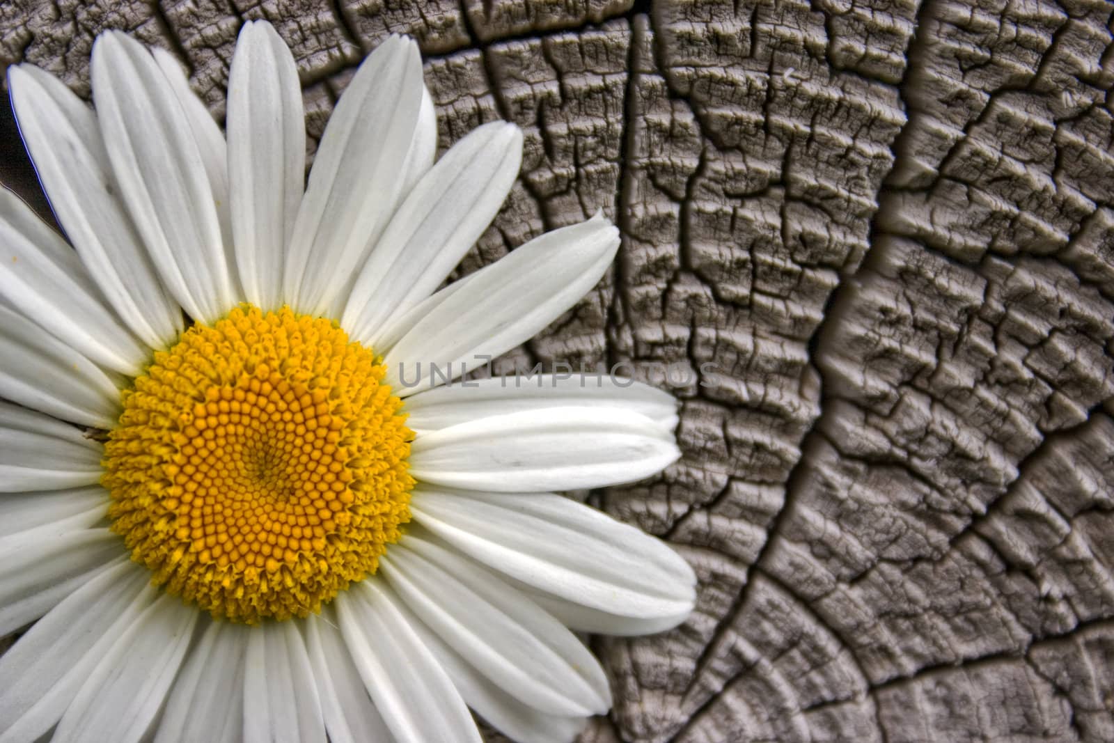 White flower on a background of an old tree.