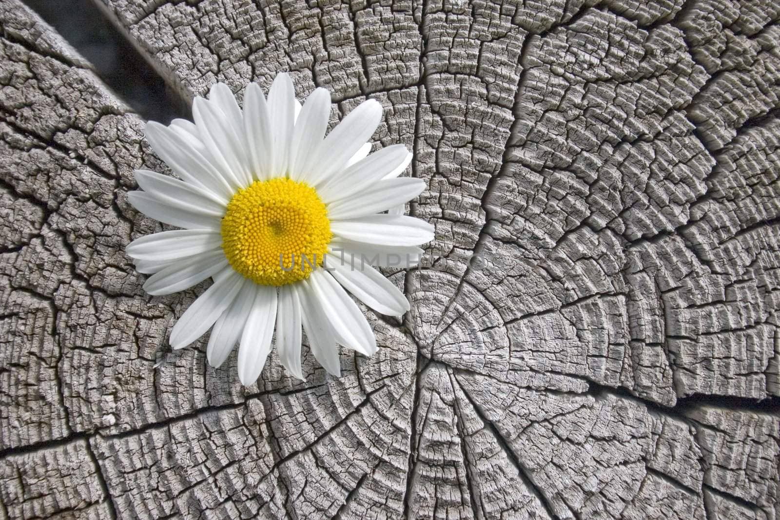 White flower on a background of an old tree.