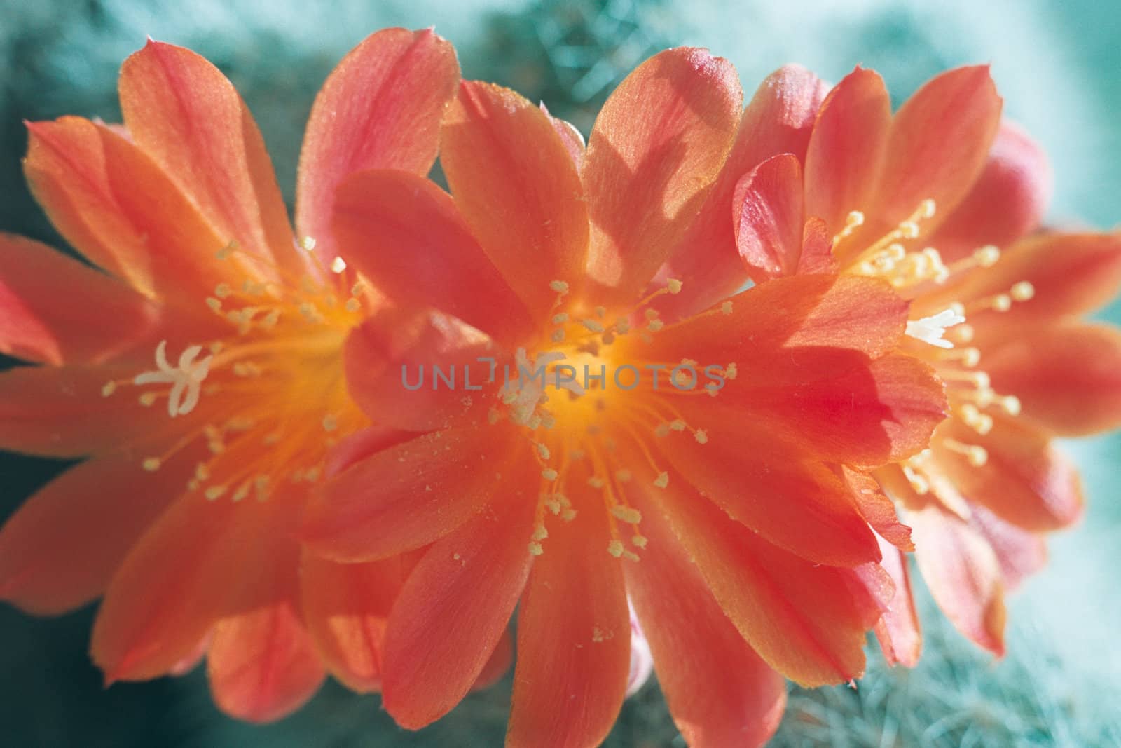 Small red bouquet on a green background.