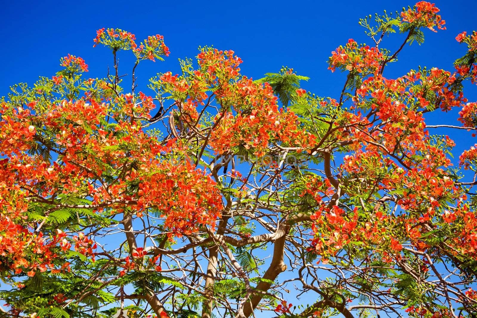 Red flowers against blue sky