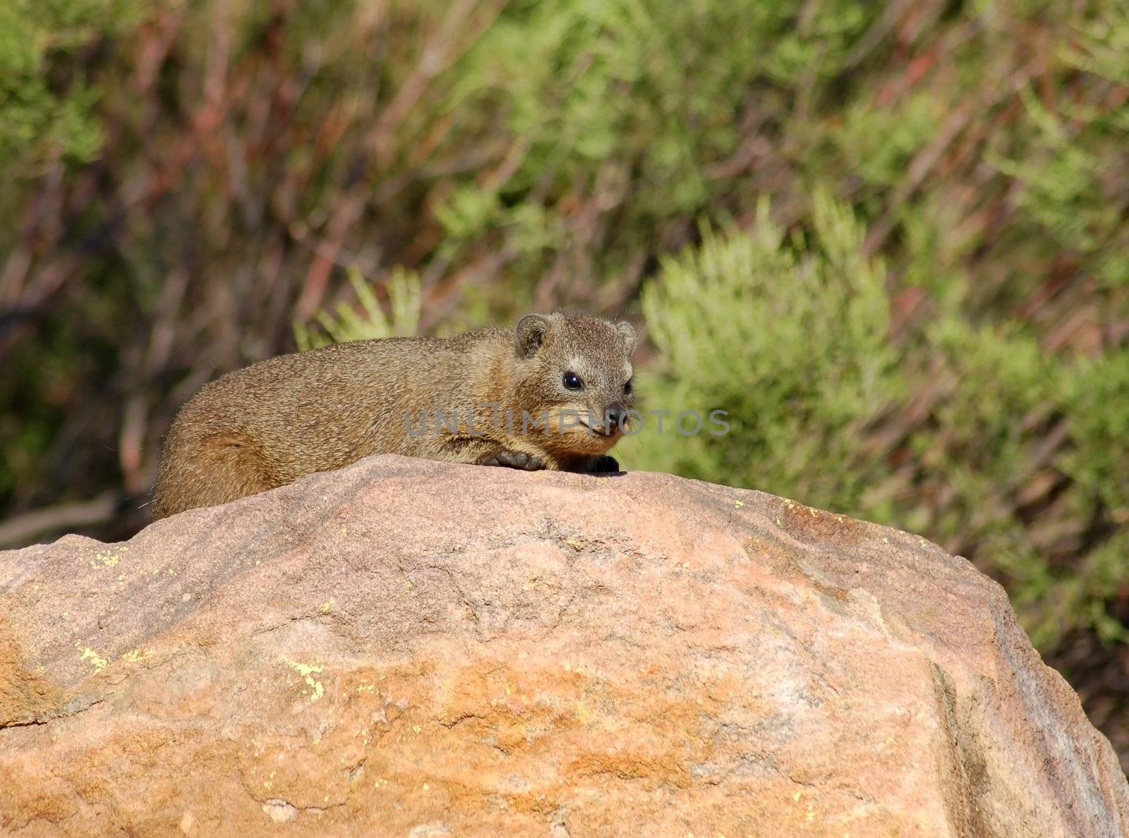 Cape Hyrax, or Rock Hyrax, (Procavia capensis) by ChrisKruger