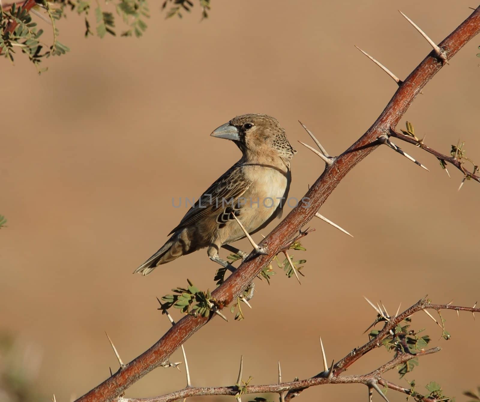 A Sociable Weaver, a desert bird, in the Kgalgadi Transfrontier Park in Southern Africa.