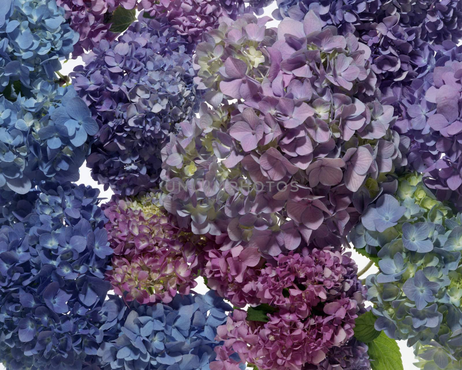 Hydrangea Collage  by DirkWestphal