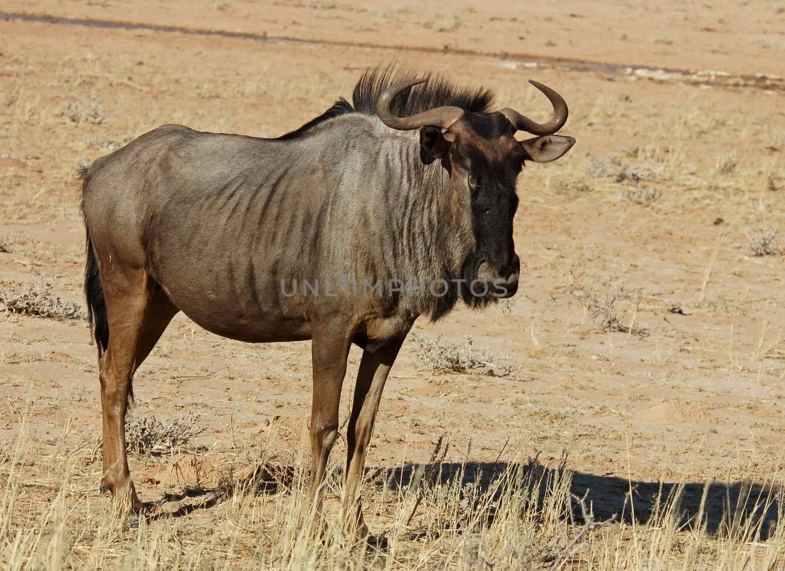 Blue wildebeest (Connochaetes taurinus) in the Kgalagadi Transfrontier Park, Kalahari desert, Southern Africa