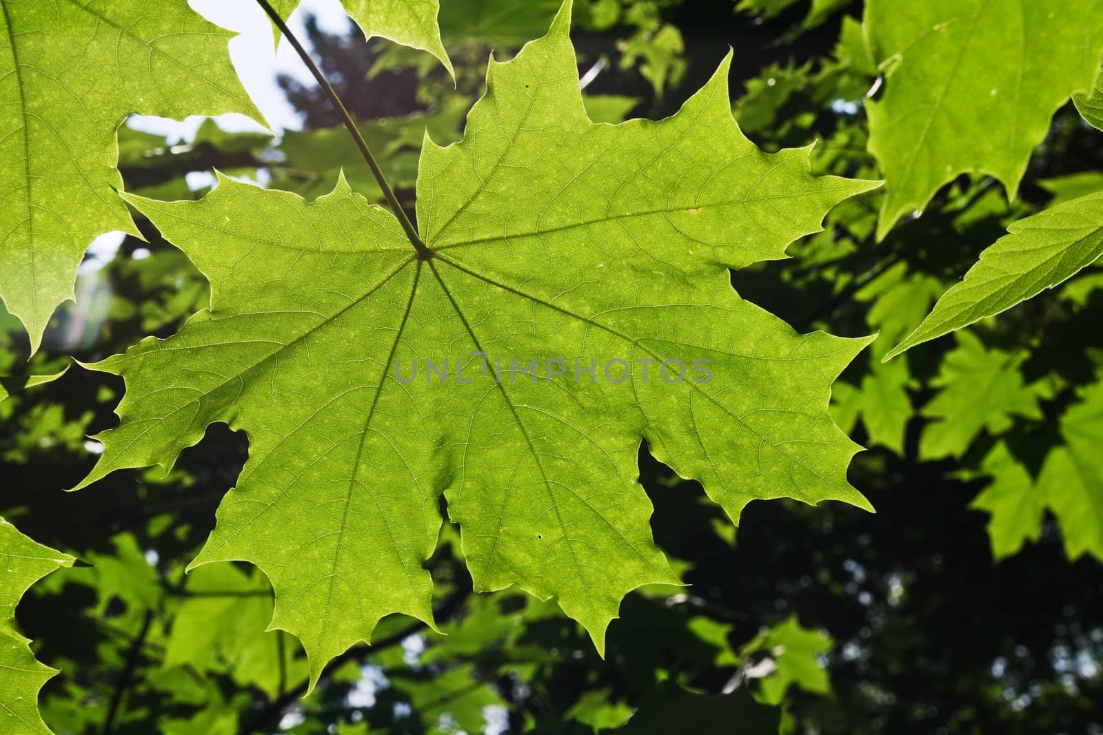 Green maple leaf on a tree in back-light