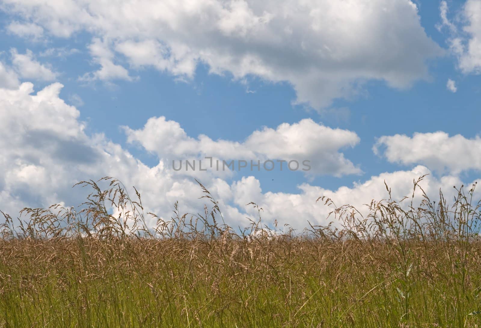 Yellow field and sky with clouds in a sunny day
