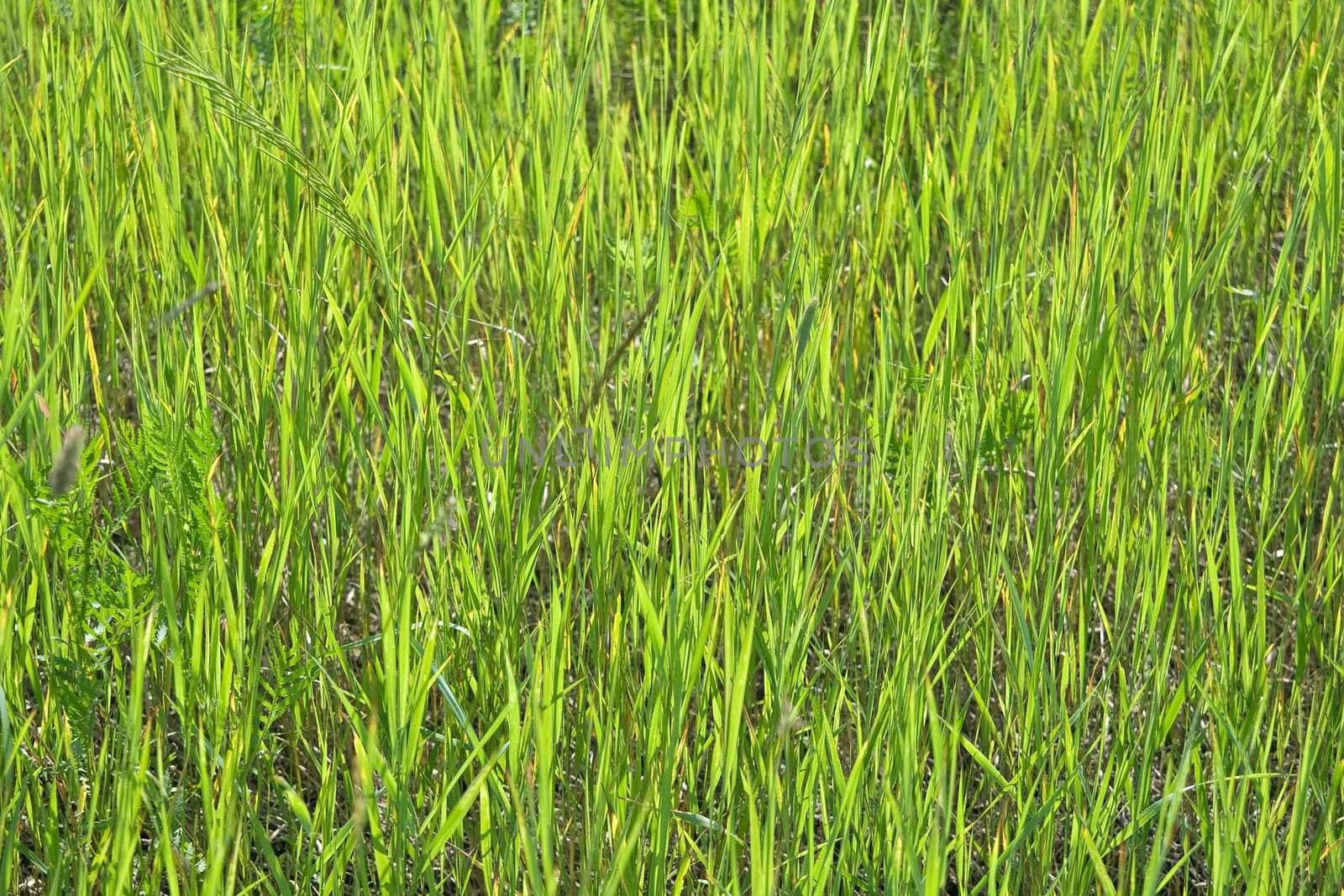Green grass in a sunny day, texture
