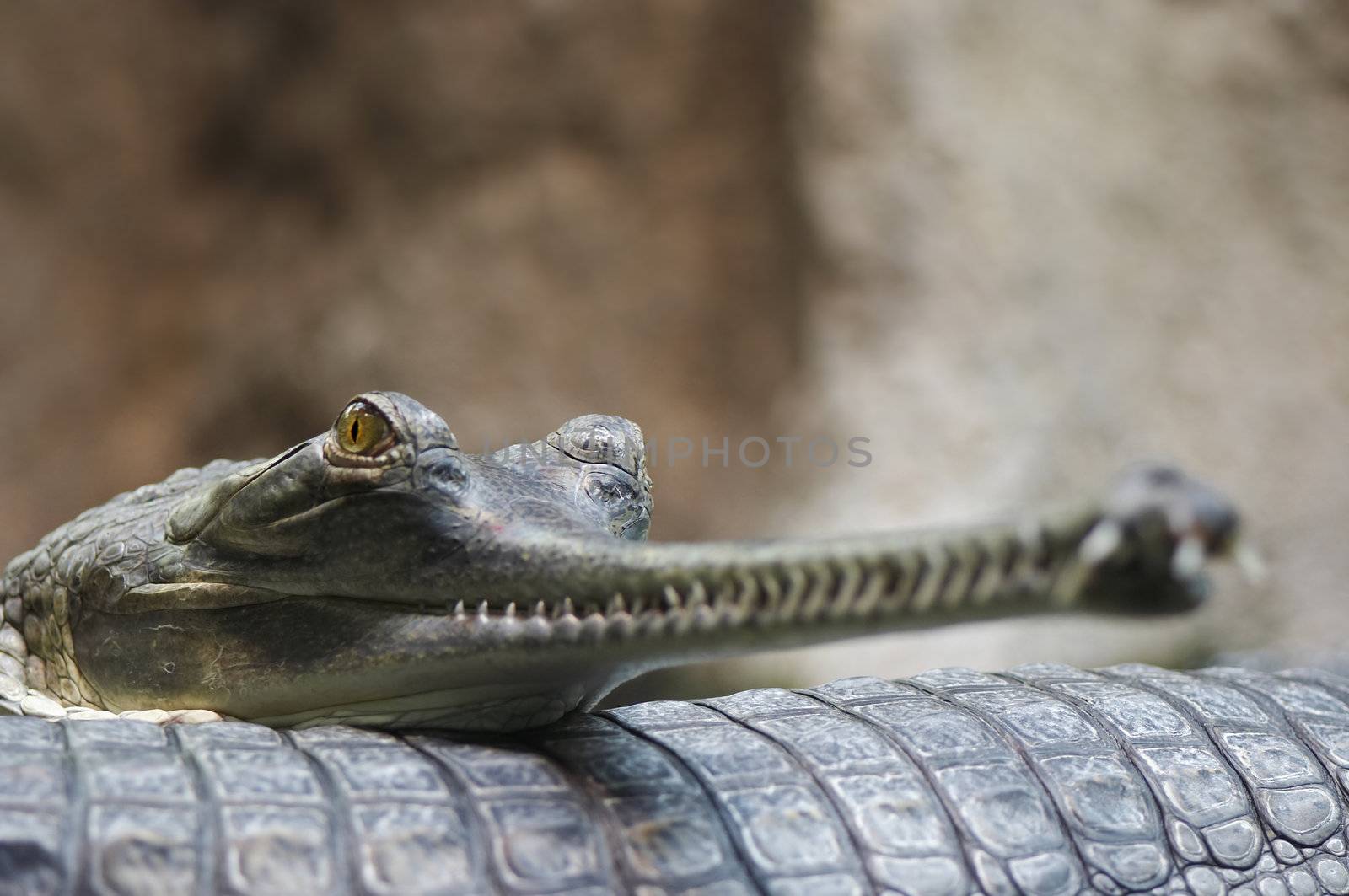 Detail of the head of Indial gavial - endangered species