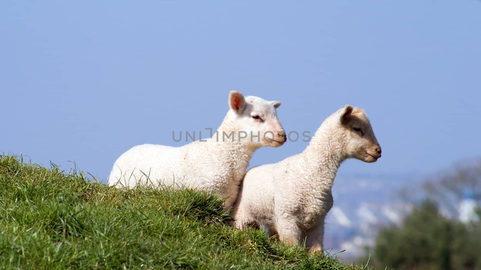 Young Lamb On Green Grass,Cornwall, UK by merc67