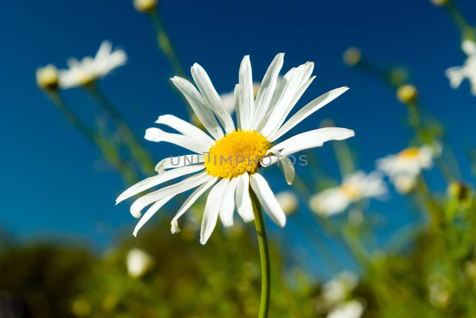 Beautiful summer. beautiful chamomiles on a sky background