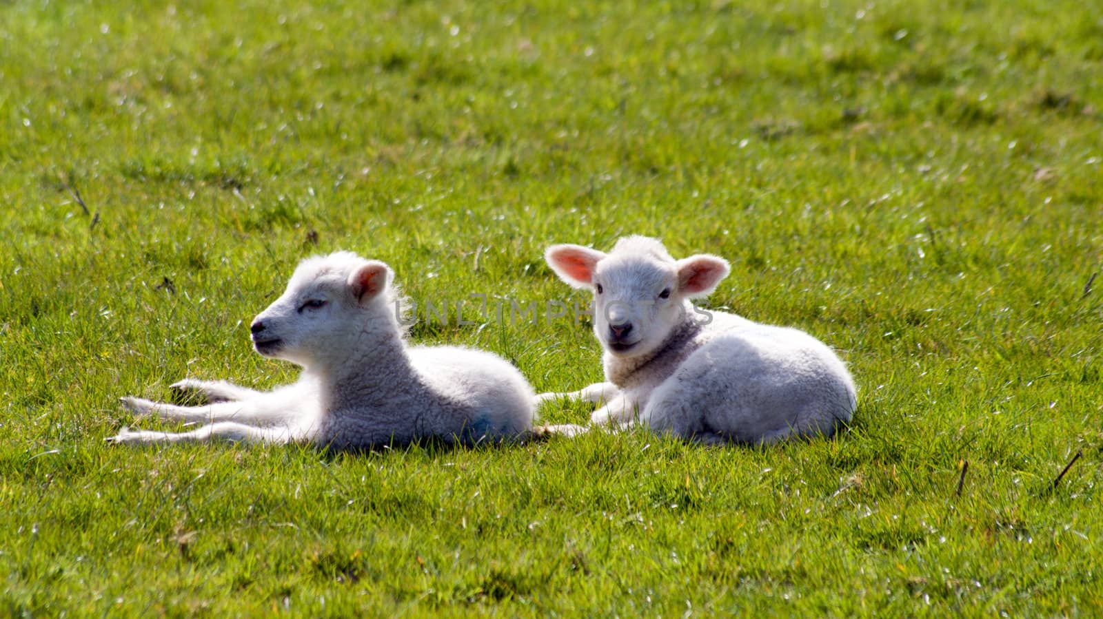 Young Lamb On Green Grass,Cornwall, UK
