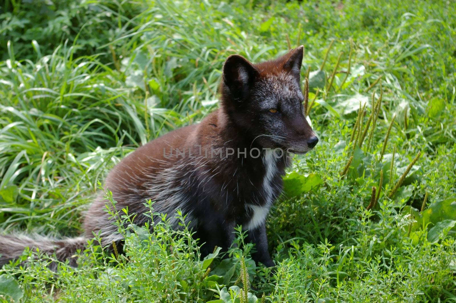 Young arctic fox (Alopex lagopus)