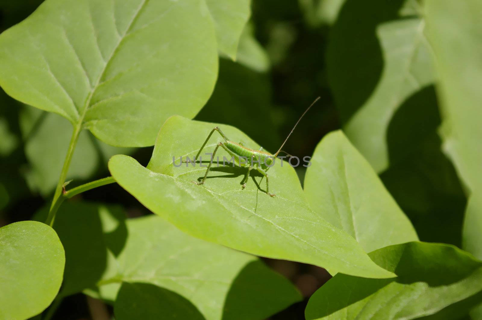 Grasshopper by Dven