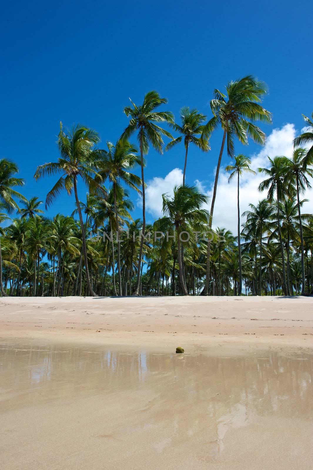 Paradise beach in Ilha do Boipeda, Morro de Sao Paulo, Bahia State, Brazil