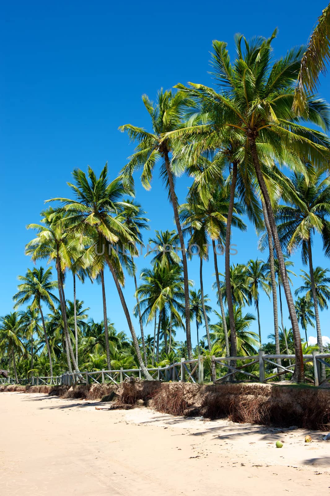 Paradise beach in the Marau Peninsula, Bahia State, Brazil