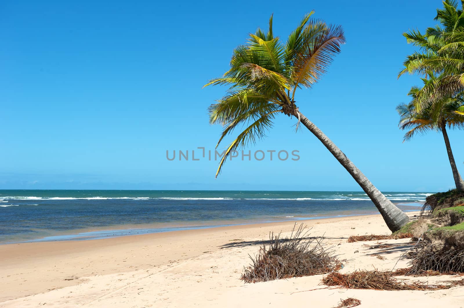 Paradise beach in the Marau Peninsula, Bahia State, Brazil