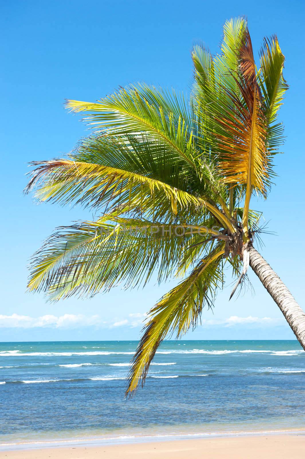 Paradise beach in the Marau Peninsula, Bahia State, Brazil