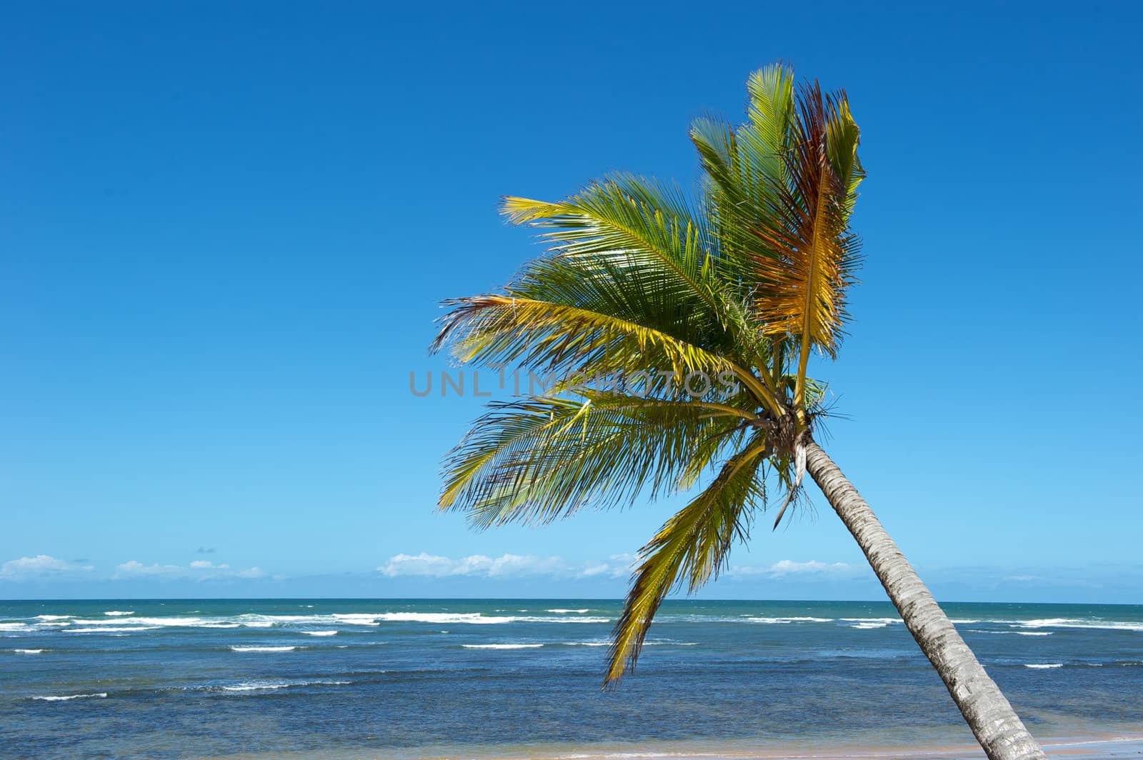 Paradise beach in the Marau Peninsula, Bahia State, Brazil