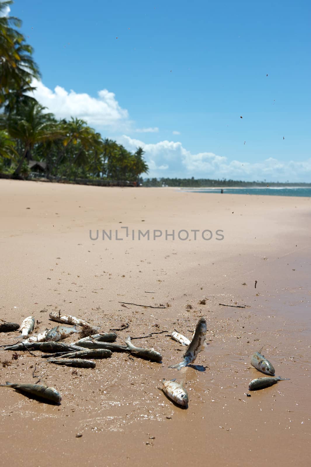 Paradise beach in the Marau Peninsula, Bahia State, Brazil