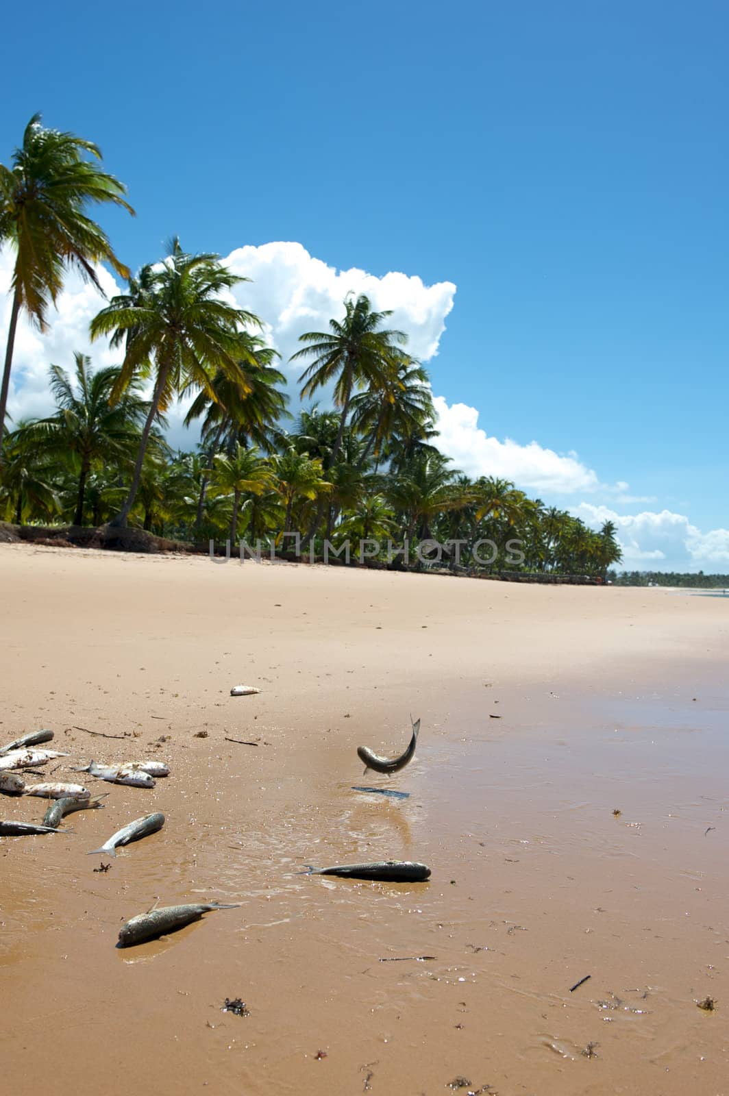 Paradise Brazilian Beach by swimnews