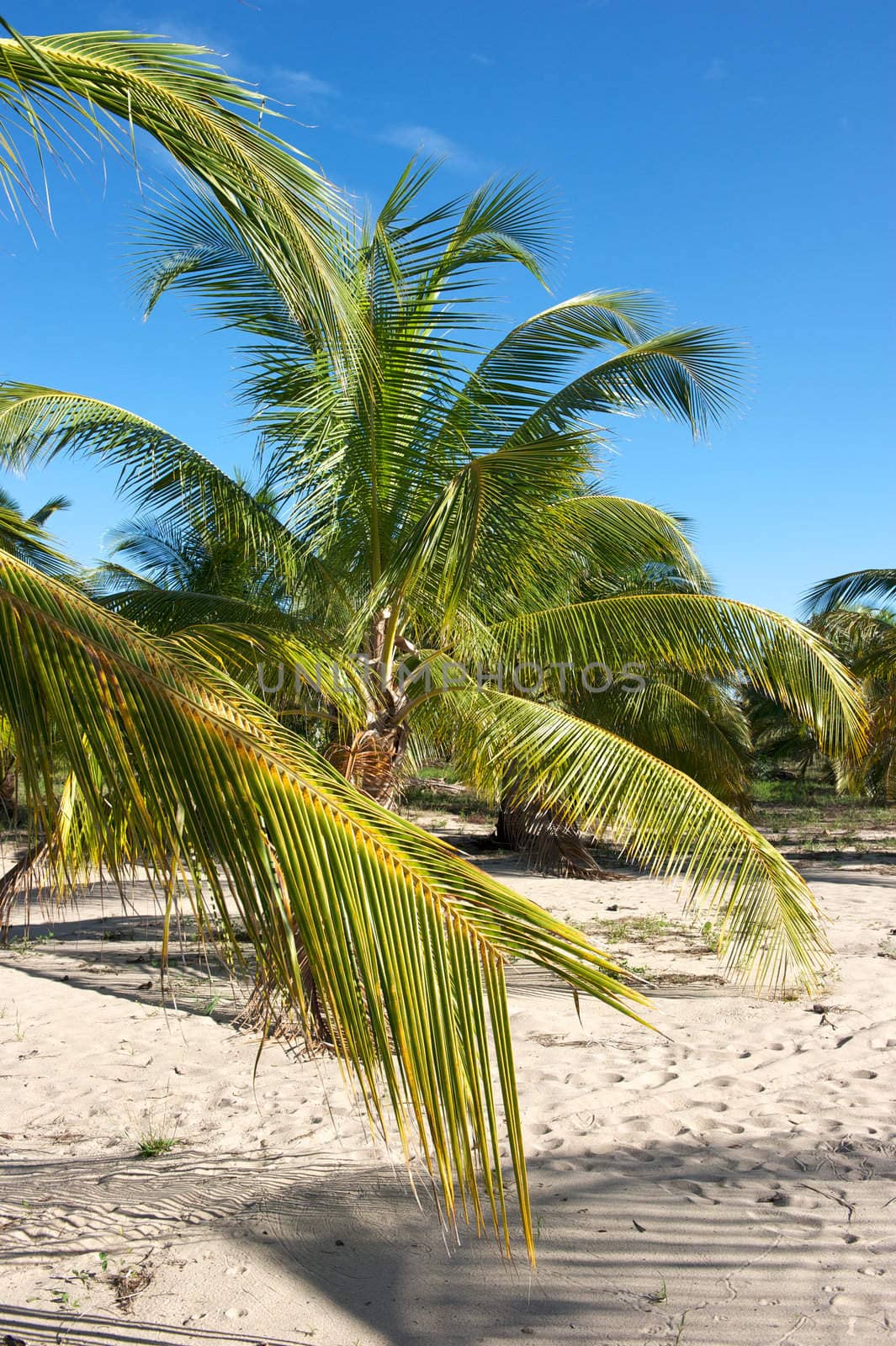 Paradise beach in the Marau Peninsula, Bahia State, Brazil