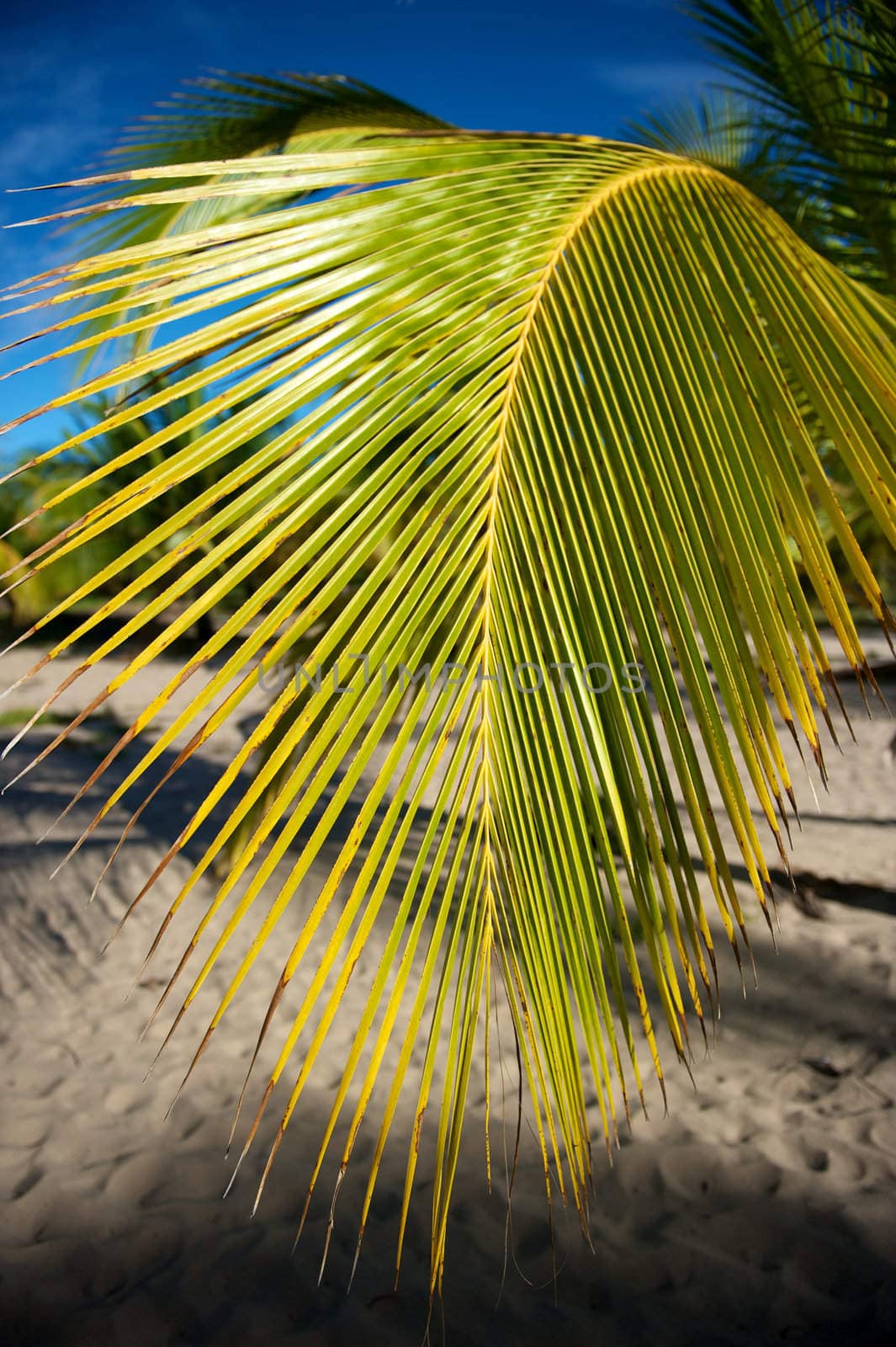 Paradise beach in the Marau Peninsula, Bahia State, Brazil