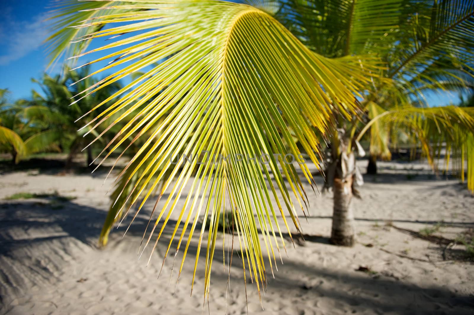 Paradise beach in the Marau Peninsula, Bahia State, Brazil