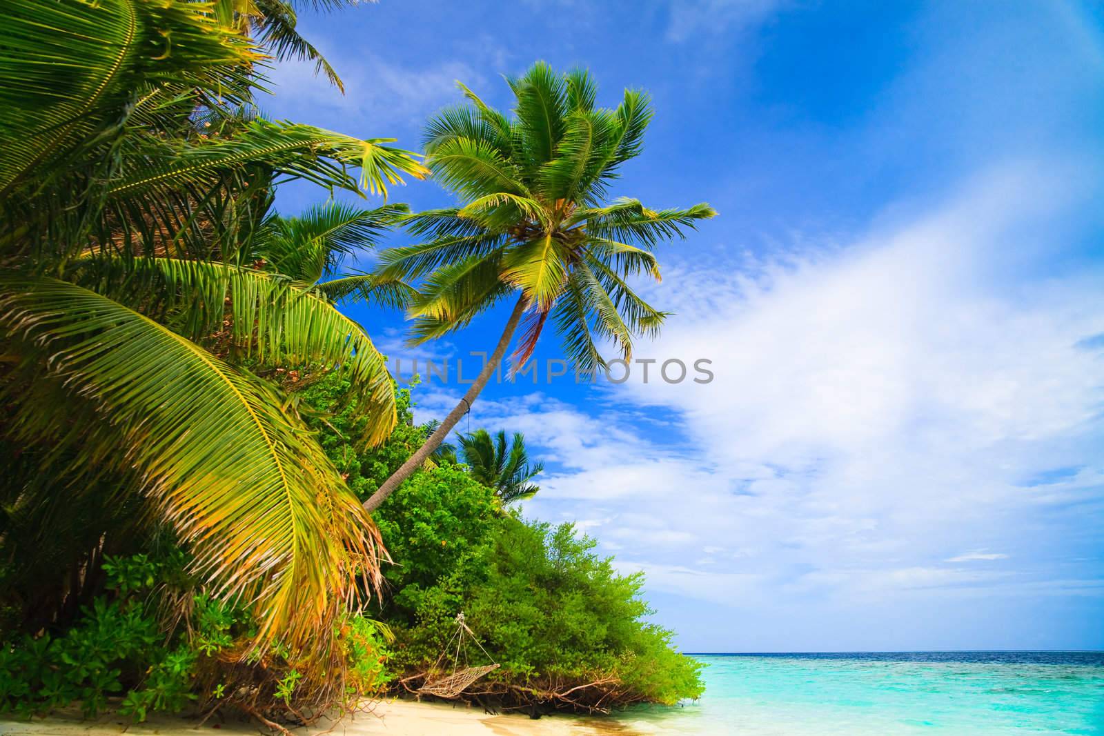 Tropical Paradise at Maldives with palms and blue sky