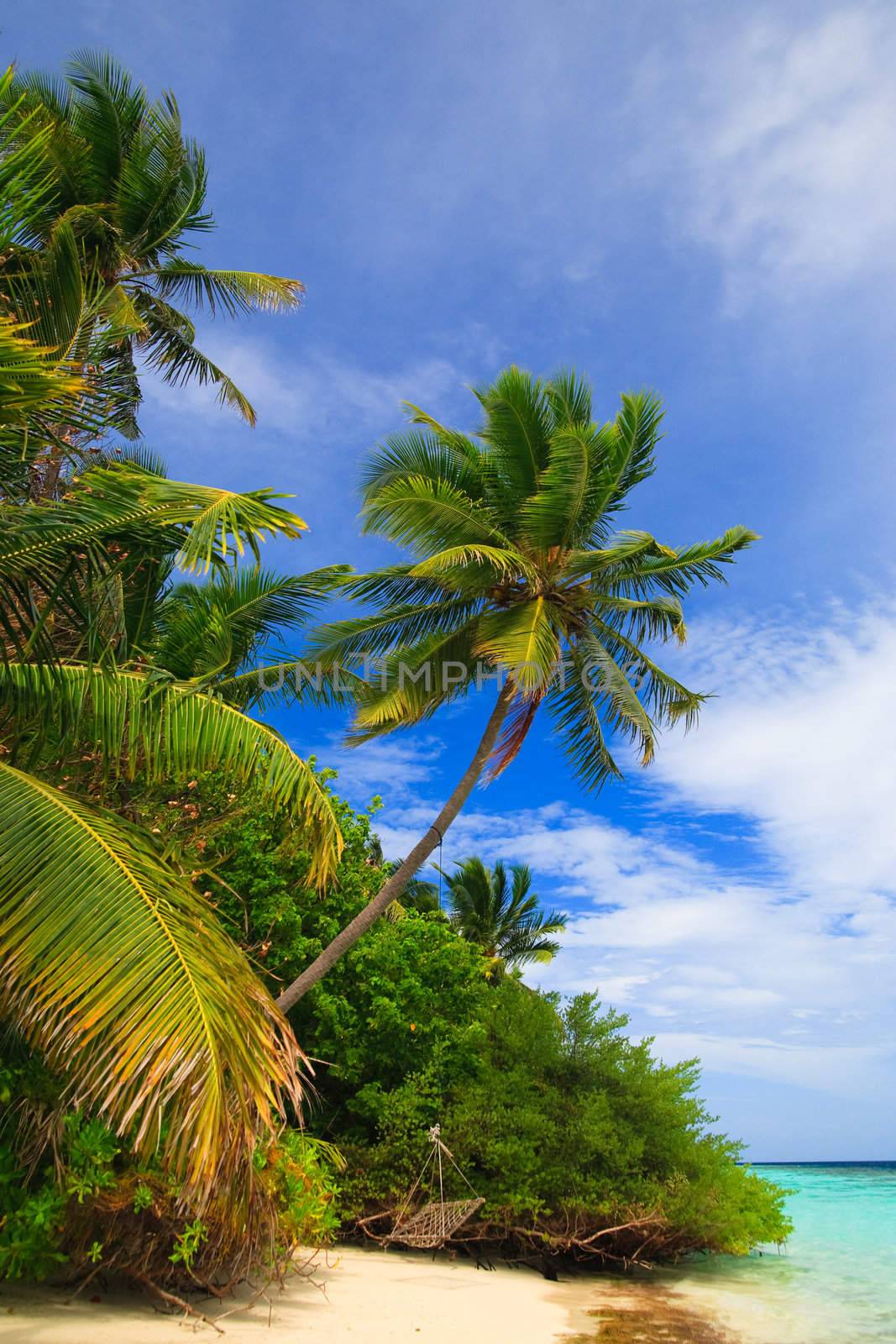 Tropical Paradise at Maldives with palms and blue sky