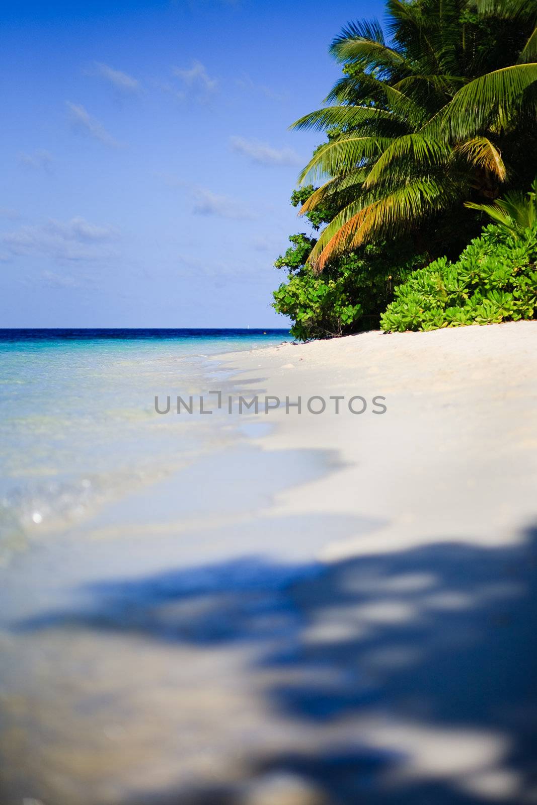 Tropical Paradise at Maldives with palms and blue sky