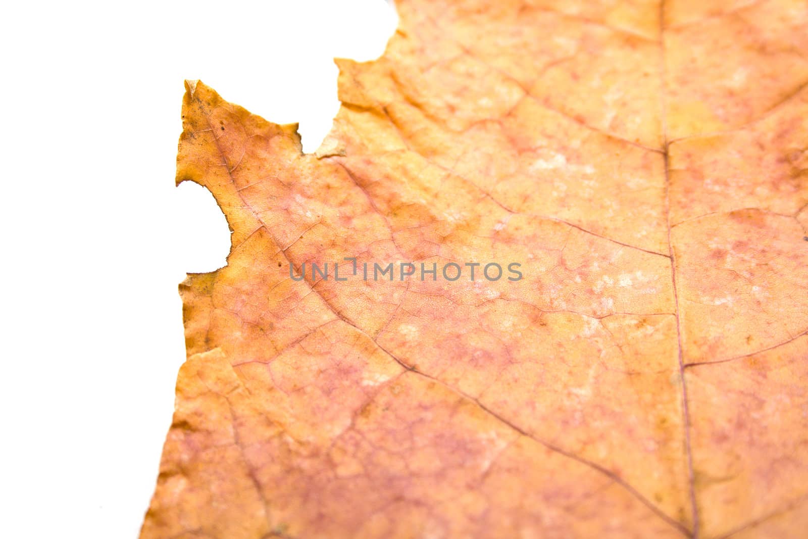 Autumn maple leaf on white background. Background, shallow DOF