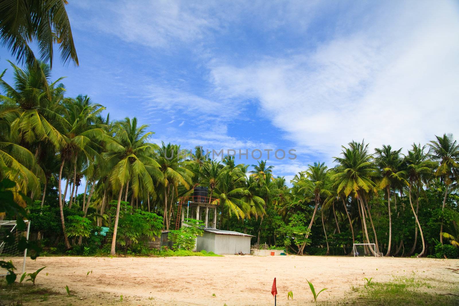 coconut trees couple on blue sky in paradiese
