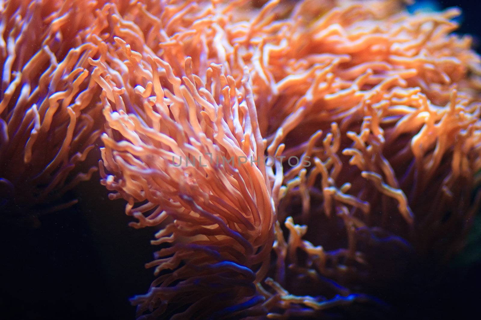 sea water plants, underwater image from maldives