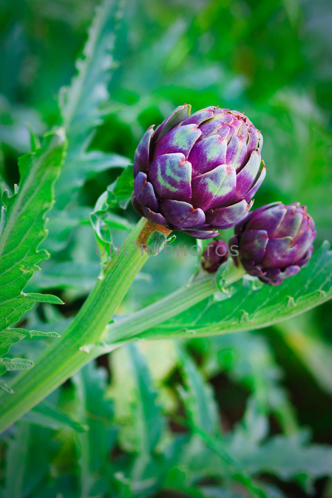 fresh young raw Artichokes plant in garden