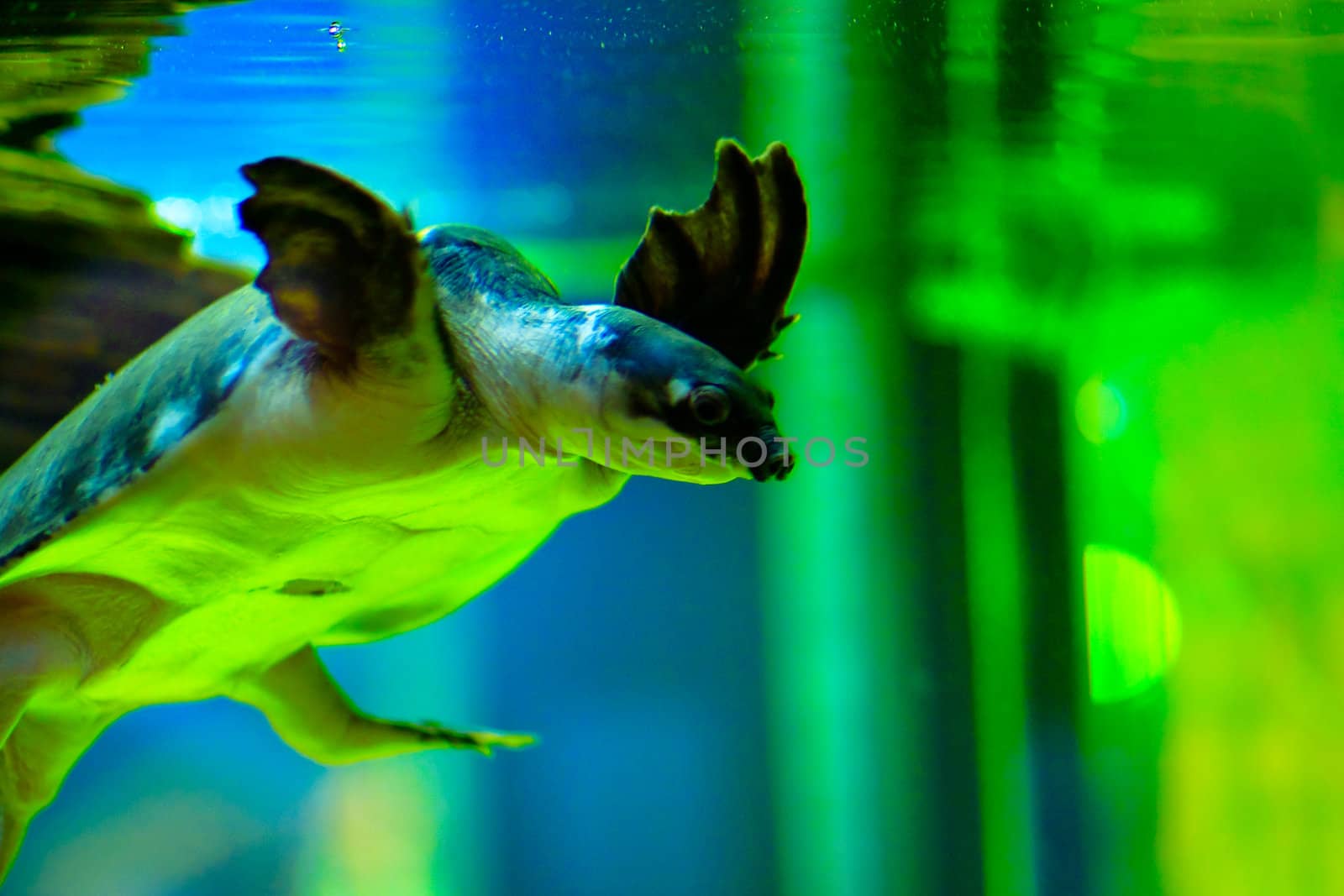 Turtle swiming like flying at Maldives